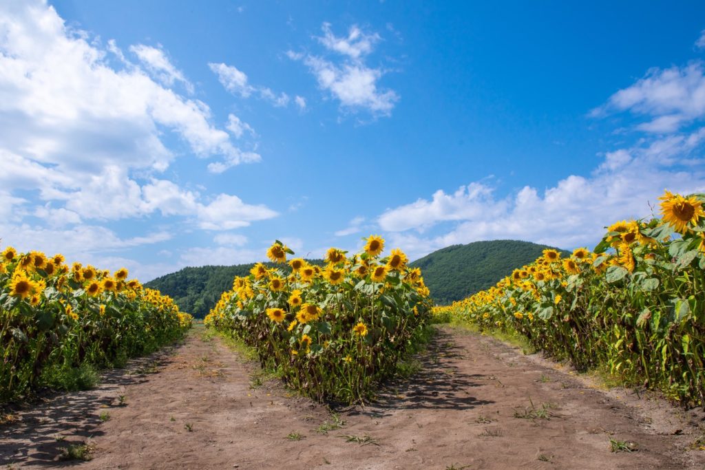 夏の終わり