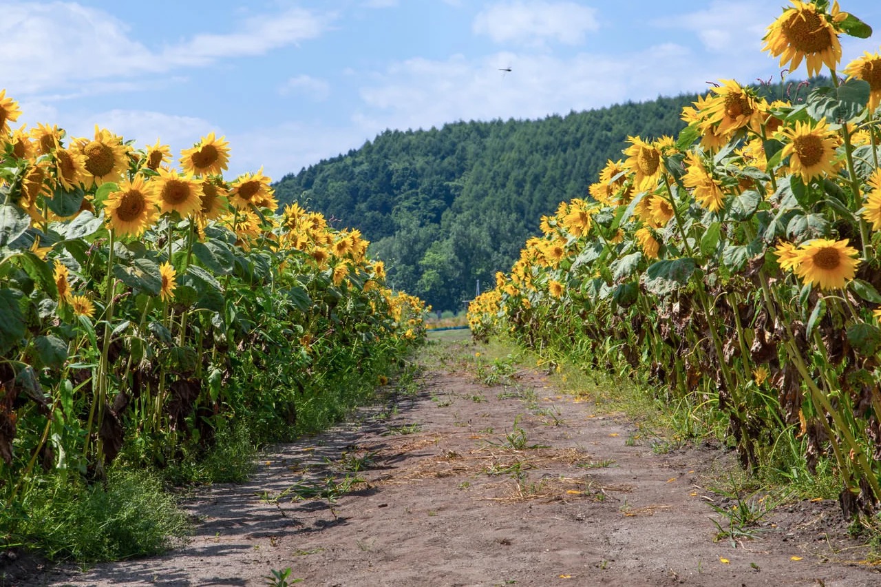 夏休みって何をするべき？