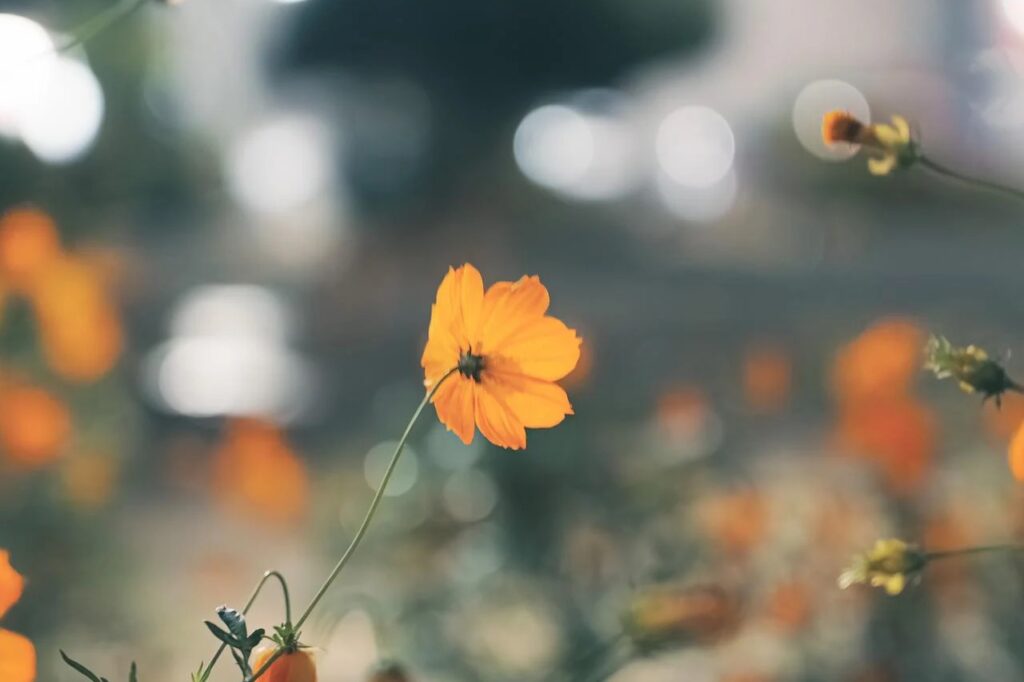 純度１００%の優しさ