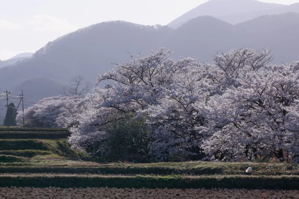 「絶対」の魔力