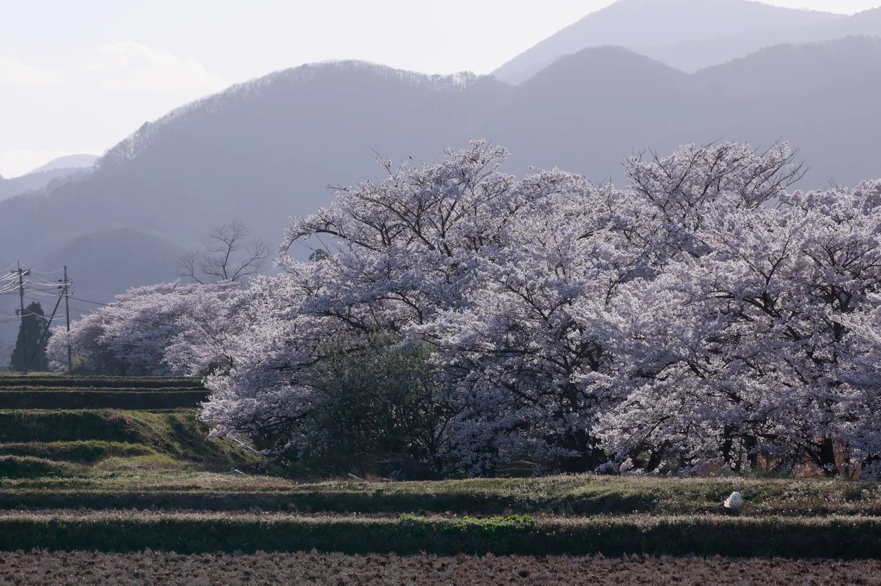 「絶対」の魔力