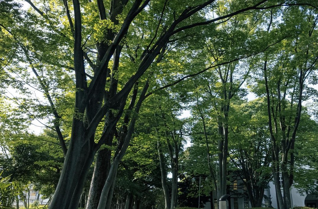 あの日の森④